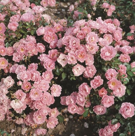 Rosa (H) Sommerwind wortelgoed A kwaliteit - afbeelding 2