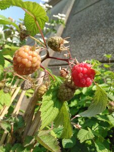 Rubus log. Loganberry (thornless) 70 cm vierkant 2L