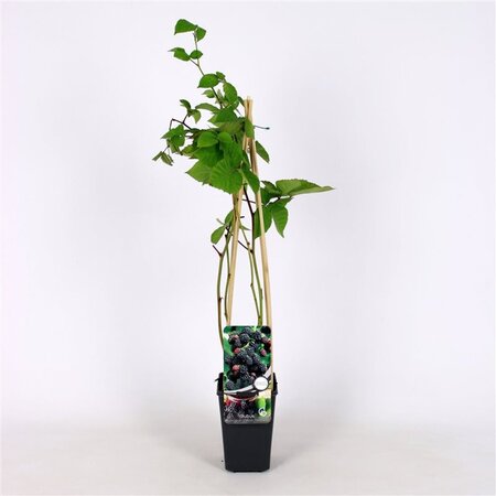 Rubus frut. 'Chester Thornless' (doornloos) 70 cm vierkant 2L