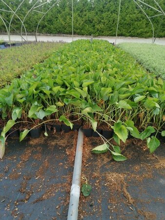 Rudbeckia f. 'Goldschirm' geen maat specificatie 0,55L/P9cm - afbeelding 1