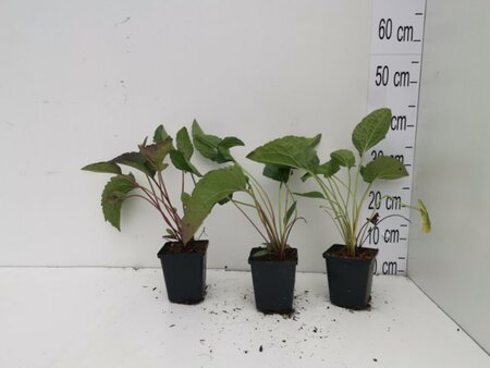 Rudbeckia f. 'Goldschirm' geen maat specificatie 0,55L/P9cm - afbeelding 2