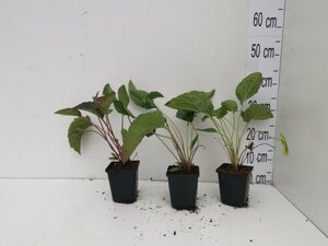 Rudbeckia f. 'Goldschirm' geen maat specificatie 0,55L/P9cm - afbeelding 2