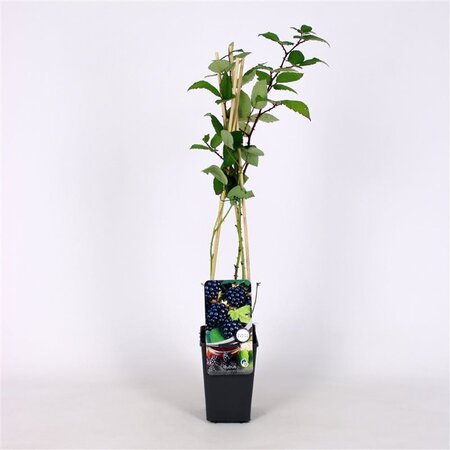 Rubus frut. 'Himalaya' (gedoornd) 70 cm vierkant 2L