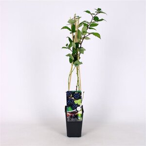 Rubus frut. 'Himalaya' (gedoornd) 70 cm vierkant 2L