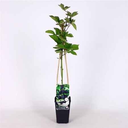 Rubus frut. 'Jumbo' 70 cm vierkant 2L