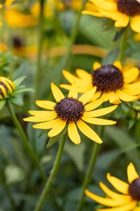 Rudbeckia f. 'Little Goldstar' geen maat specificatie 0,55L/P9cm