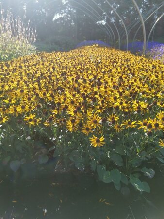 Rudbeckia f. 'Little Goldstar' geen maat specificatie 0,55L/P9cm - afbeelding 5