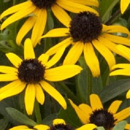 Rudbeckia f. 'Little Goldstar' geen maat specificatie 0,55L/P9cm - afbeelding 2
