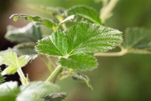 Rubus frut. 'Loch Ness' (doornloos) 70 cm vierkant 2L