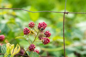 Rubus fruticosus 70 cm vierkant 2L