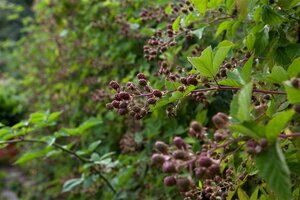 Rubus fruticosus 70 cm vierkant 2L - afbeelding 4