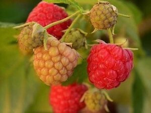 Rubus idaeus 'Autumn Bliss' rood HERFST geen maat specificatie cont. 3,0L - afbeelding 2