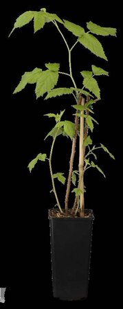 Rubus idaeus 'Aroma Queen' rood HERFST 70 cm vierkant 2L