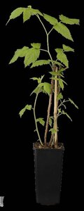 Rubus idaeus 'Aroma Queen' rood HERFST 70 cm vierkant 2L