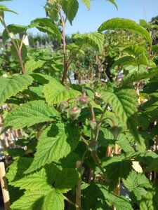 Rubus idaeus 'Malling Promise' rood ZOMER 70 cm vierkant 2L