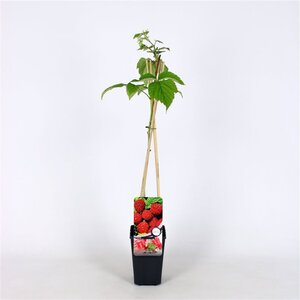 Rubus idaeus 'Malling Promise' rood ZOMER 70 cm vierkant 2L - afbeelding 3