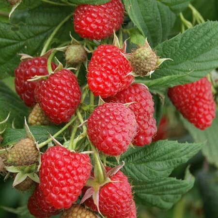 Rubus idaeus 'Ottawa' rood HERFST 1jr. A kwal. wortelgoed struik
