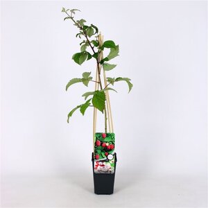 Rubus idaeus 'Schönemann' rood ZOMER 70 cm vierkant 2L