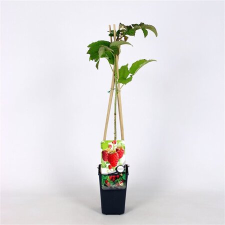 Rubus idaeus 'Tulameen' rood ZOMER 70 cm vierkant 2L - afbeelding 2