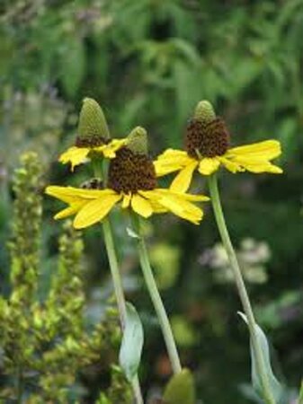 Rudbeckia maxima geen maat specificatie 0,55L/P9cm