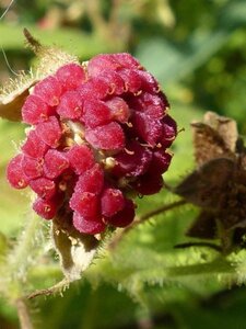 Rubus odoratus geen maat specificatie container