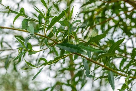 Salix alba 'Chermesina' 60-100 cm cont. 2,0L