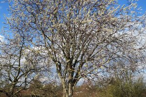 Salix caprea 100-140 cm wortelgoed struik - afbeelding 5