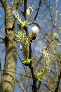 Salix caprea 100-140 cm wortelgoed struik - afbeelding 6