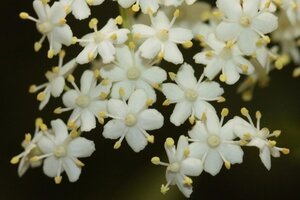 Sambucus canadensis 'Aurea' 60-90 cm wortelgoed 3-4 tak - afbeelding 3