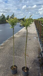 Salix integra 'Hakuro-nishiki' 120 cm stam cont. 5,0L - afbeelding 1