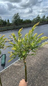 Salix integra 'Hakuro-nishiki' 120 cm stam cont. 5,0L - afbeelding 2