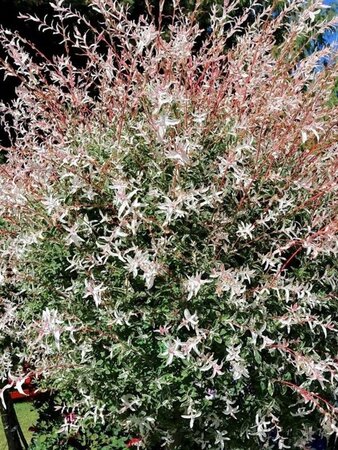 Salix integra 'Hakuro-nishiki' 150 cm stam container - afbeelding 2