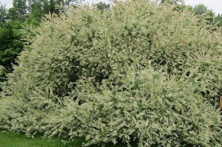 Salix integra 'Hakuro-nishiki' 150 cm stam container - afbeelding 3