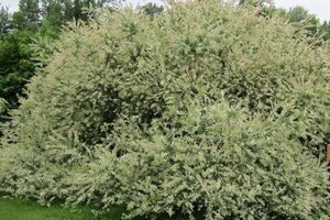 Salix integra 'Hakuro-nishiki' 150 cm stam container - afbeelding 3