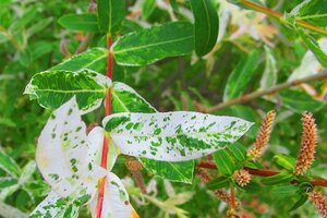 Salix integra 'Hakuro-nishiki' 150 cm stam container - afbeelding 4