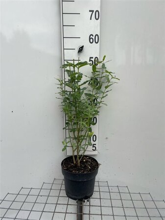 Salix integra 'Hakuro-nishiki' 40-50 cm cont. 3,0L - afbeelding 6