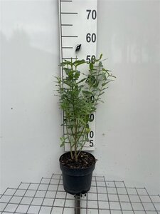 Salix integra 'Hakuro-nishiki' 40-50 cm cont. 3,0L - afbeelding 6