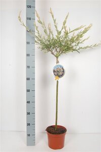 Salix integra 'Hakuro-nishiki' 60 cm stam cont. 3,0L