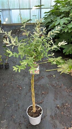 Salix integra 'Hakuro-nishiki' 60 cm stam cont. 3,0L - afbeelding 3
