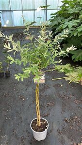 Salix integra 'Hakuro-nishiki' 60 cm stam cont. 3,0L - afbeelding 3