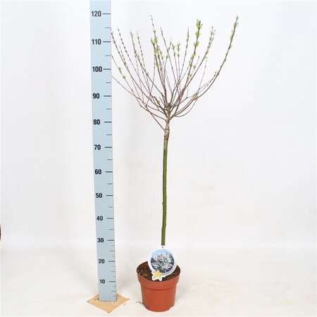 Salix integra 'Hakuro-nishiki' 60 cm stam cont. 3,0L - afbeelding 2