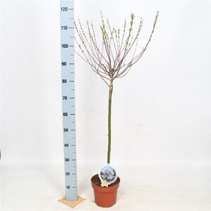 Salix integra 'Hakuro-nishiki' 60 cm stam cont. 3,0L - afbeelding 2