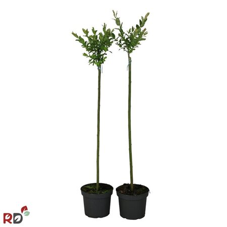Salix integra 'Hakuro-nishiki' 80 cm stam cont. 5,0L