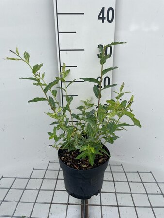 Salix integra 'Hakuro-nishiki' geen maat specificatie cont. 2,0L - afbeelding 1