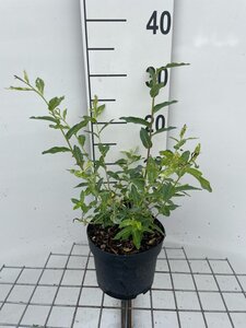 Salix integra 'Hakuro-nishiki' geen maat specificatie cont. 2,0L - afbeelding 1