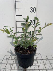 Salix integra 'Hakuro-nishiki' geen maat specificatie cont. 2,0L - afbeelding 2