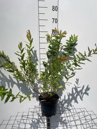 Salix integra 'Hakuro-nishiki' geen maat specificatie cont. 3,0L - afbeelding 1