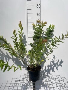 Salix integra 'Hakuro-nishiki' geen maat specificatie cont. 3,0L - afbeelding 1