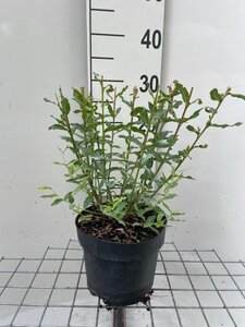 Salix integra 'Hakuro-nishiki' geen maat specificatie cont. 3,0L - afbeelding 2