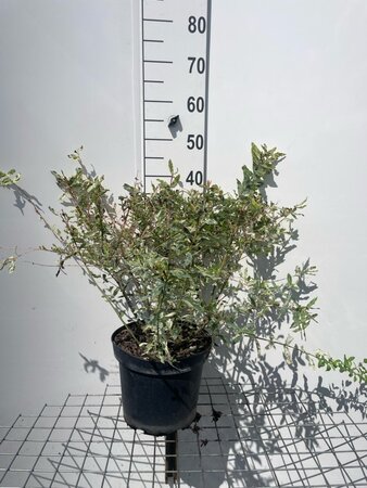 Salix integra 'Hakuro-nishiki' geen maat specificatie cont. 7,5L - afbeelding 3